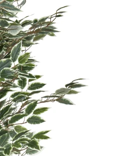 Kunstig plante FICUS 167 cm Grøn