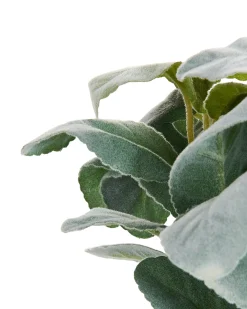 Kunstig plante PEPEROMIA ARGYREIA 30 cm Grøn