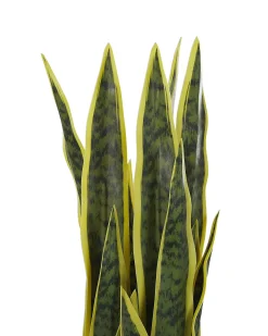 Kunstig plante SNAKE PLANT 63 cm Grøn