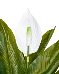 Kunstig plante SPATHPHYLLUM 70 cm Grøn