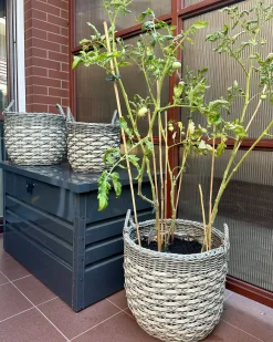 Sæt af 3 flet kurve til planter GEFIRA 31/39/49 cm Grå PE-rattan