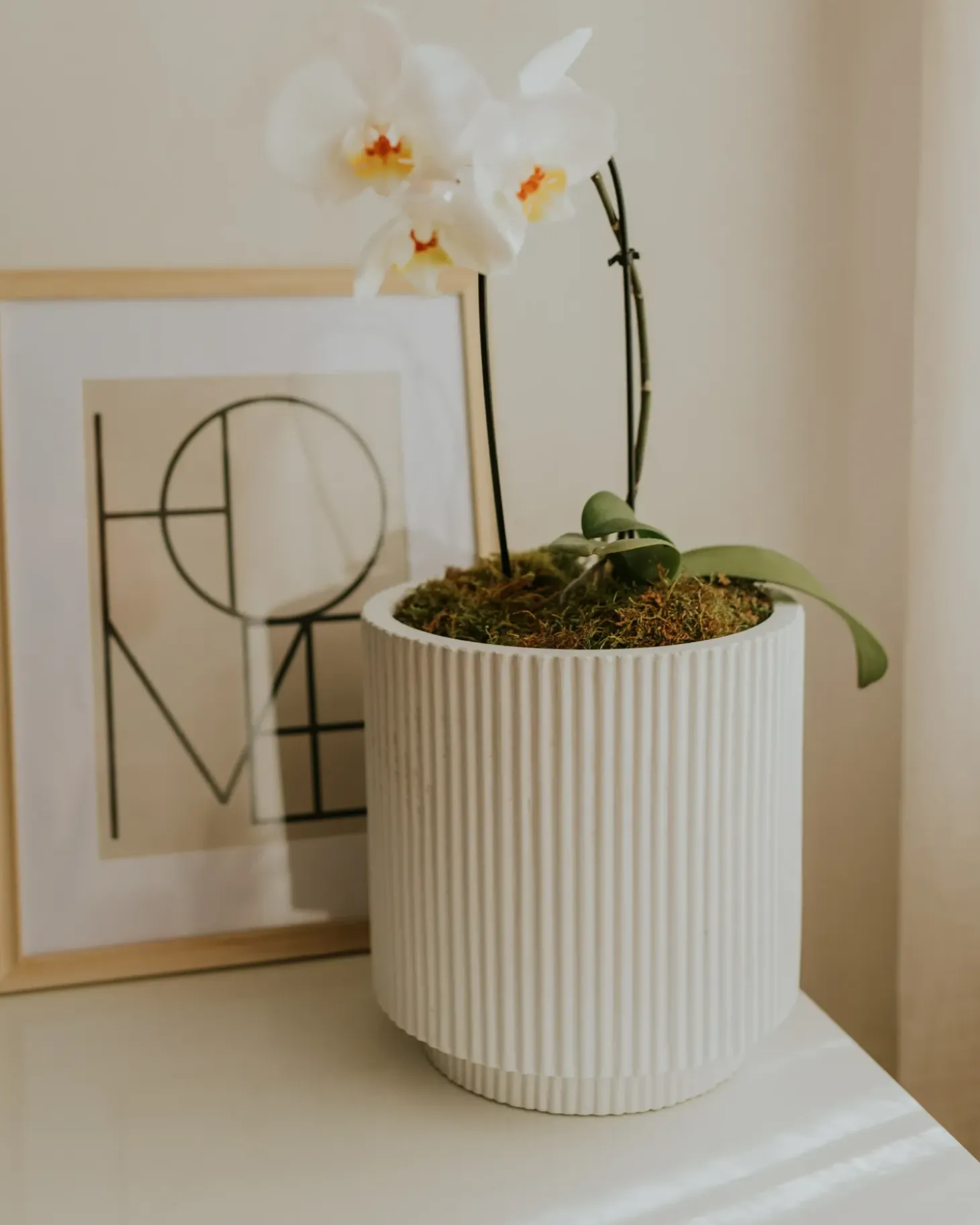 Urtepotte DARIA 30 cm Cremehvid